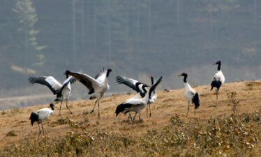 Black necked crane