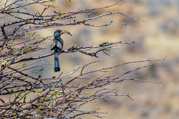 Hornbill Lophoceros