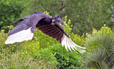 Hornbill flying