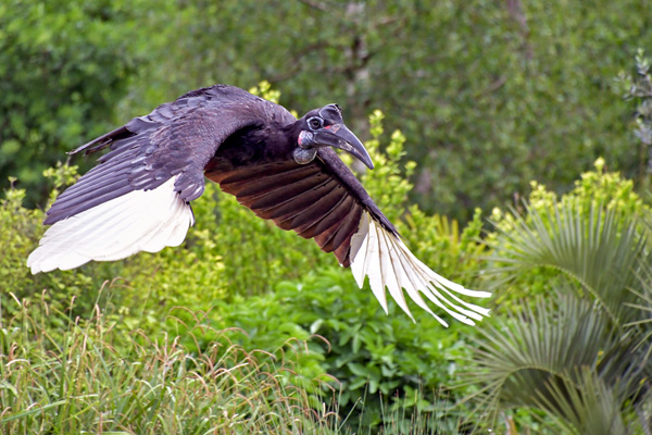 Hornbill flying