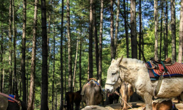 Enjoy a horse ride towards Tiger’s Nest during your 7-day Bhutan holiday