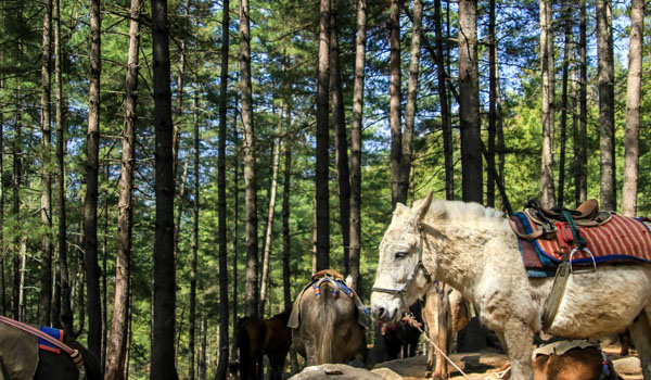 Horse ride towards Tigers nest