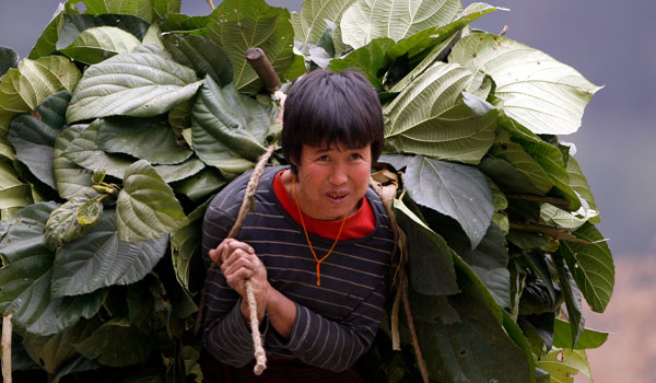  Woman carrying Fodder