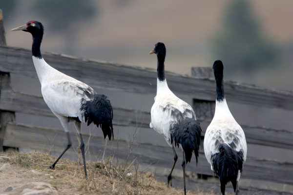 Black Necked Crane at Phobjikha Valley