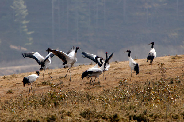 A flock of Black Necked Crane at Phobjikha Valley