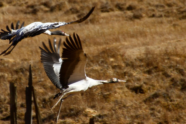 Black Necked Crane