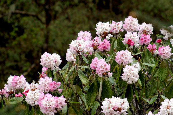 Rhododendron