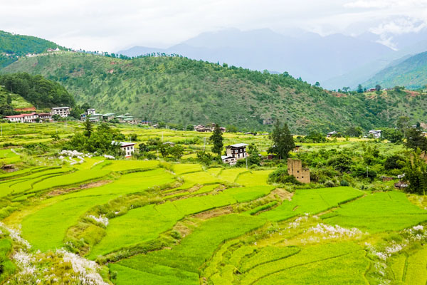 Paddy Field at Punakha