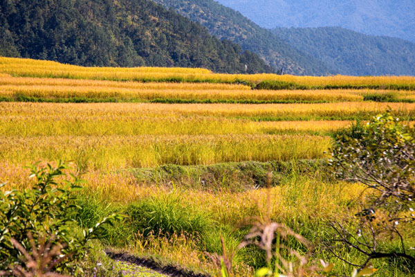 Golden Paddy field in Punakha