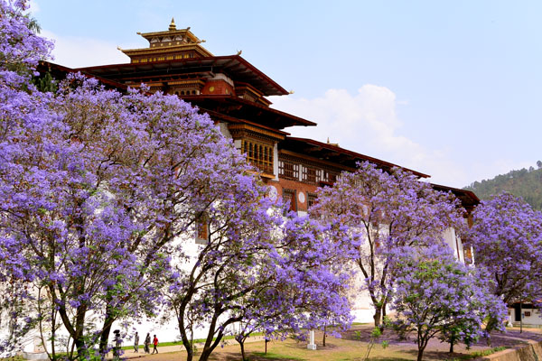 Trip to Bhutan from Malaysia. Visit Punakha Dzong in Spring
