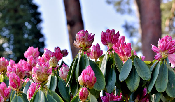Rhododendron during spring