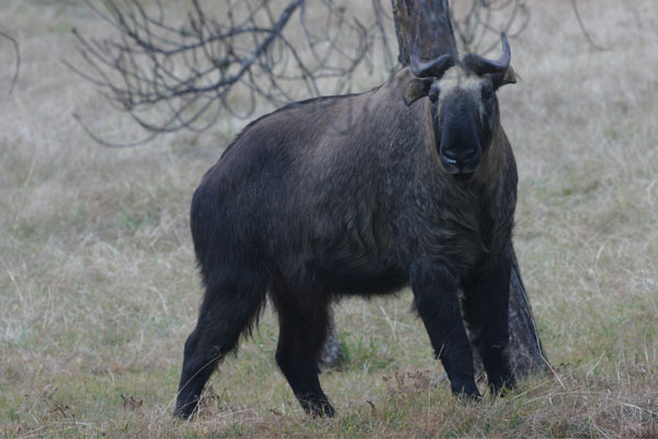National Animal of Bhutan Takin at Royal Takin Preserve