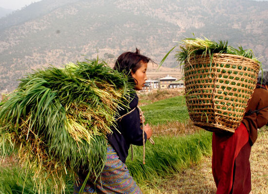 Travel to Bhutan from  Vietnam