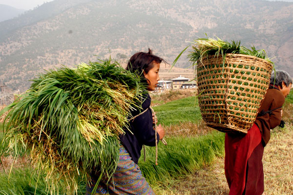 Travel to Bhutan from  Vietnam