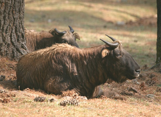 Trip to Bhutan from Malaysia