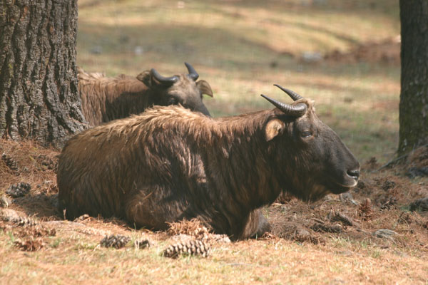 Trip to Bhutan from Malaysia