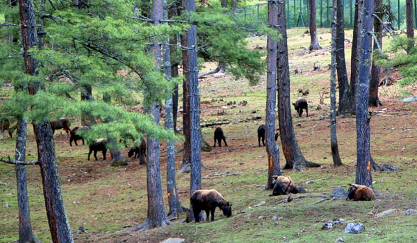 A herd of takin