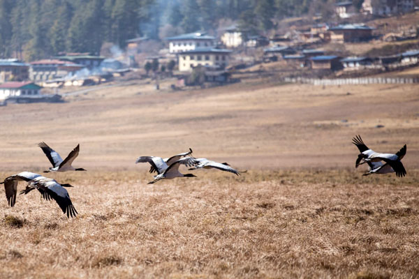 Black Necked Crane