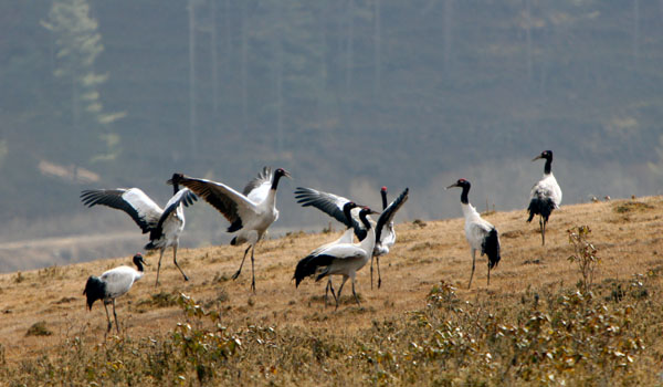 Black necked crane at Gangtey
