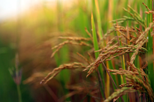 Paddy field in Paro