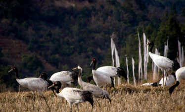A flock of black necked crane