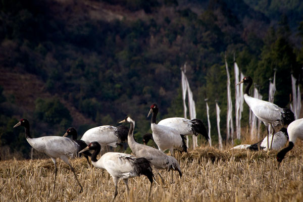 A flock of black necked crane