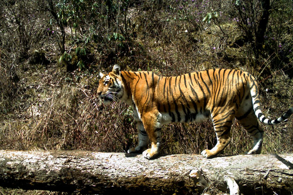 Tiger in Tiger Center