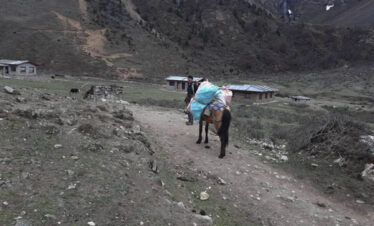 Horse used to carry Load