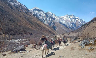 Dodena Trekking Trail-horse carrying the loads duirng the trek