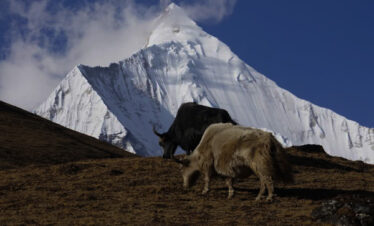 Yak grazing on the trail of Soi Yaksa Trek